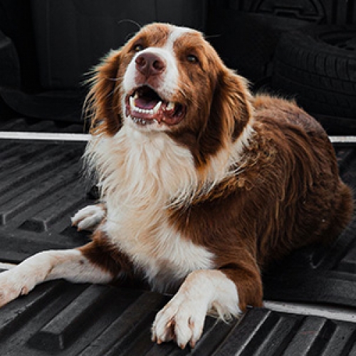 Travelling with Your Dog in Your Ute: Tips for Safety and Comfort